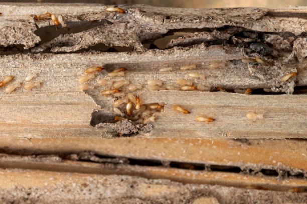 Best Affordable Pest Control Services  in Lansdowne, MD